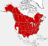 American Beaver distribution map