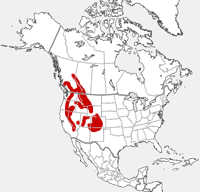 American Pika distribution map