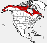 Arctic Fox distribution map
