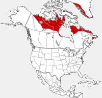 Arctic Hare distribution map