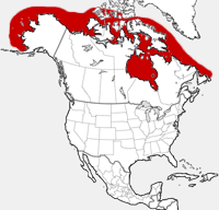 Bearded Seal distribution map