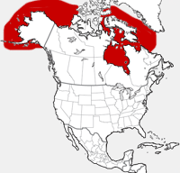 Beluga distribution map