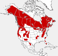 American Black Bear distribution map