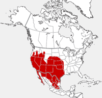 Black-tailed Jackrabbit distribution map