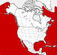 Blue Whale distribution map