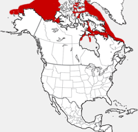 Bowhead Whale distribution map