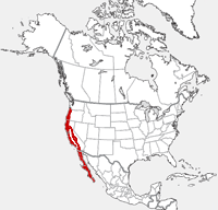 Brush Rabbit distribution map