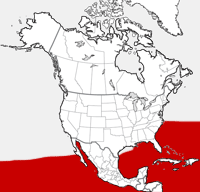 Bryde's Whale distribution map