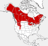 distribution map showing range of Lynx canadensis in North America
