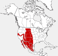 distribution map showing range of Sylvilagus audubonii in North America