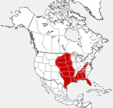distribution map showing range of Spilogale putorius in North America