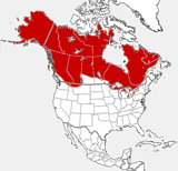 Gray Wolf distribution map