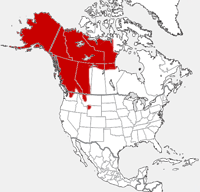 Brown Bear distribution map