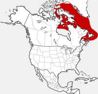 distribution map showing range of Phoca groenlandica in North America