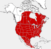 Carte blanchie de distribution de batte