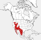 Kit Fox distribution map