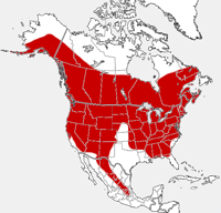 Carte de distribution de batte de petit Brown