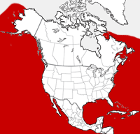 Northern Minke Whale distribution map