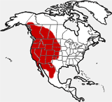distribution map showing range of Odocoileus hemionus in North America