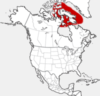 Narwhal distribution map