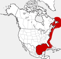 North Atlantic Right Whale distribution map