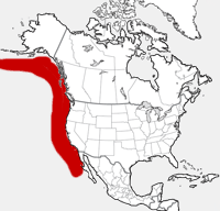 Northern Elephant Seal distribution map