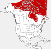 Polar Bear distribution map