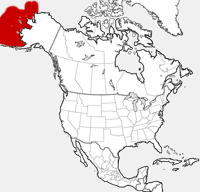 Ribbon Seal distribution map
