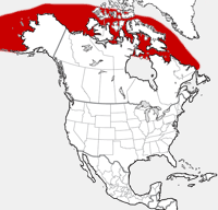 distribution map showing range of Phoca hispida in North America