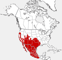 distribution map showing range of Bassariscus astutus in North America
