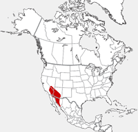 distribution map showing range of Spermophilus tereticaudus in North America