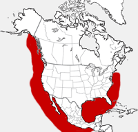 Mapa Short-finned de la distribución de la ballena experimental