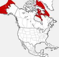 Walrus distribution map