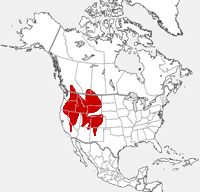 Yellow-bellied Murmeltierverteilungsdiagramm