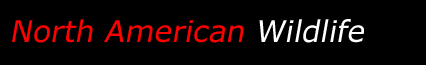 North American Wildlife