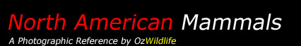 North American Wildlife