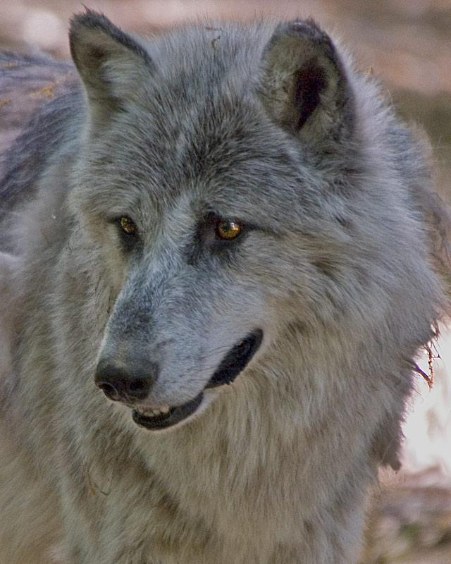 Gray Wolf Canis Lupus Mammal