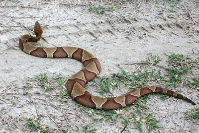 Copperhead