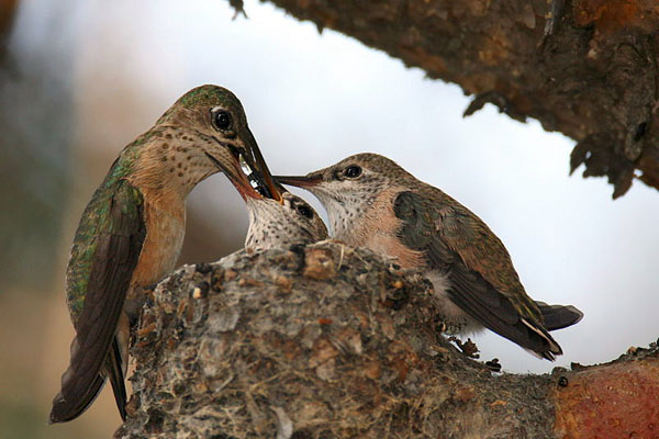 Calliope Hummingbird | Stellula calliope photo