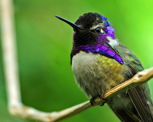 Costa's Hummingbird | Calypte costae photo