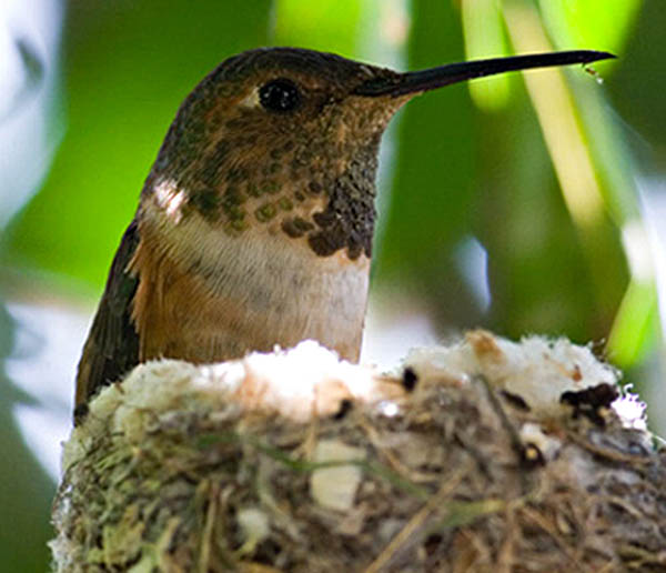 Allen's Hummingbird | Selasphorus sasin photo