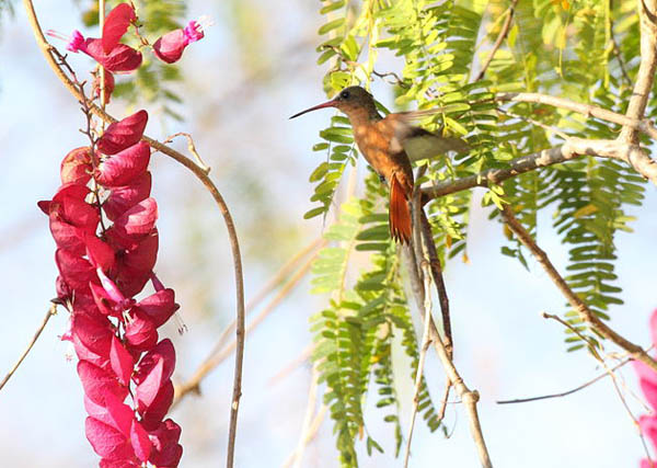 Cinnamon Hummingbird | Amazilia rutila photo