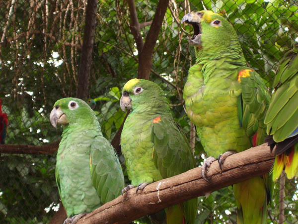 Mealy Parrot | Amazona farinosa photo