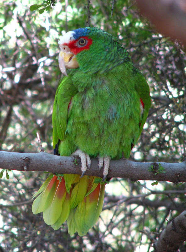 White-fronted Parrot | Amazona albifrons photo