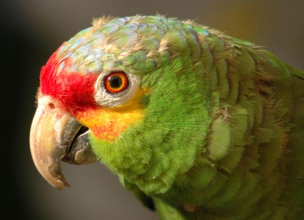 Red-lored Parrot | Amazona autumnalis photo