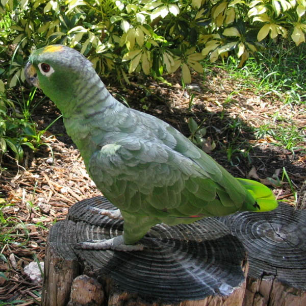Mealy Parrot | Amazona farinosa photo