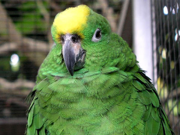 Yellow-crowned Parrot | Amazona ochrocephala photo