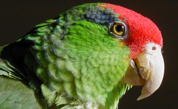 Red-crowned Parrot | Amazona viridigenalis photo