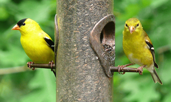 American Goldfinch | Carduelis tristis photo