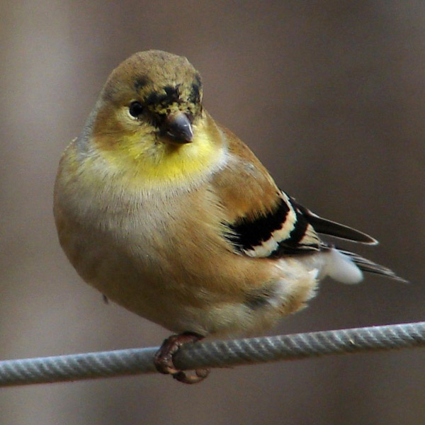 American Goldfinch | Carduelis tristis photo